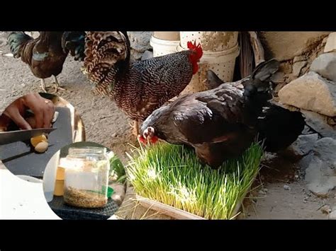 CHEAP And EASY Making NUTRITIOUS Chicken FEEDS Hydroponic Fodder