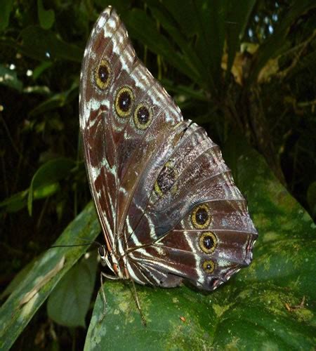 Mariposas de la amazonía peruana Lugares turísticos del peru Hoteles