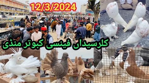 Biggest Fancy Kabootar Mandi Kallar Syedan Latest Update Fancy Pigeon