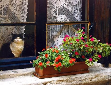 Pin By Marimonte On Gatti Alla Finestra Summer Breeze Image Cat