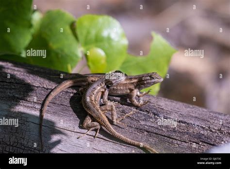 Courting Southwestern Fence Lizards Sceloporus Cowlesi Rio Grande