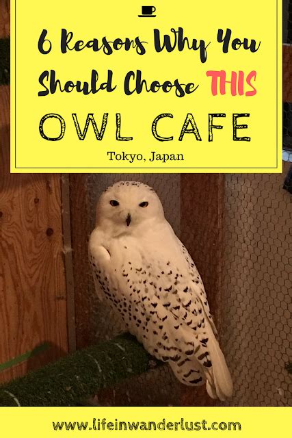 6 Reasons Why You Should Visit THIS Owl Cafe in Tokyo Japan - Life In Wanderlust