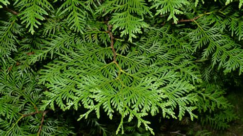 Northern White-Cedar | Silvics of North America