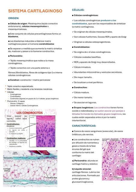 Sistema Cartilaginoso Natalia Llacsahuanga Udocz