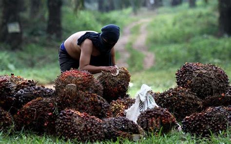 Emiten Kelapa Sawit TP Rachmat Sebut Produksi CPO Turun Saat Ramadan