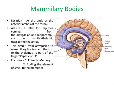 Limbic System Dr Arpit Ppt