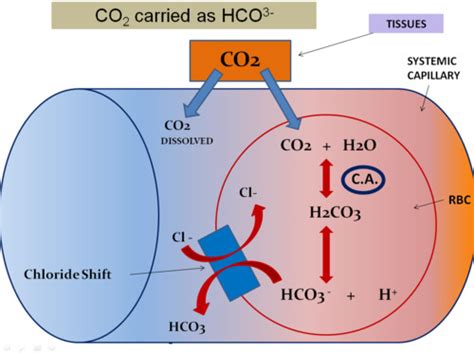 Carbon Dioxide Transport Flashcards Quizlet