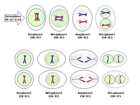 Les Divisions Cellulaires La M Iose