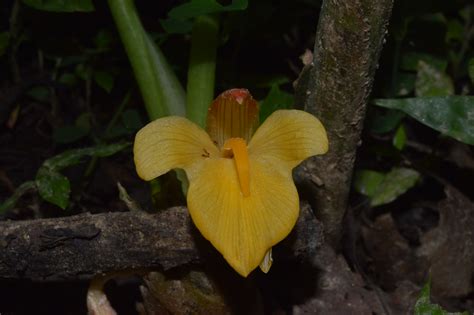 Zingiber Chrysanthum Eflora Of India