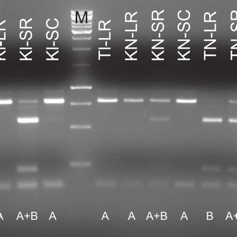 BamHI Digestion Of NodC Gene Of 17 Selected Rhizobium Leguminosarum