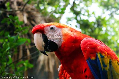 African Grey Parrot Facts For Kids And Students Pictures Information