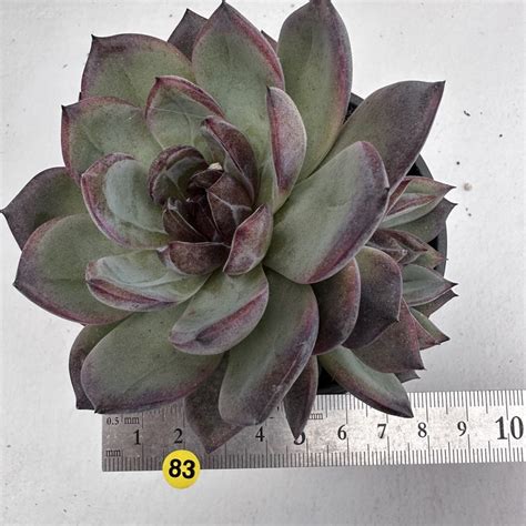 Echeveria Odette Cluster 83 DK Succulents Korea Rare Korean Succulents