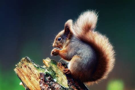 Squirrel Wallpapers Wallpaper Cave