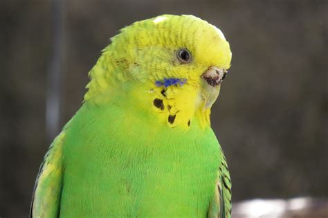 Are Parakeets Loud? | Little Pet Corner