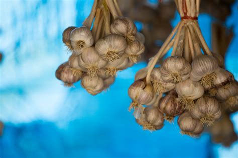 Garlic Free Stock Photo Public Domain Pictures