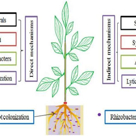 Schematic Representation Of Rhizosphere And Rhizoplane Modified From