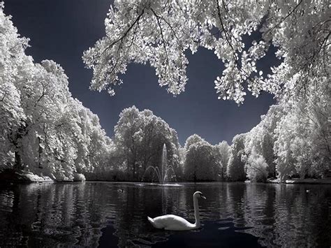 Swan Lake Wallpapers - Top Free Swan Lake Backgrounds - WallpaperAccess