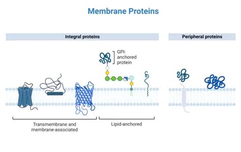 Peripheral Protein Structure Examples Functions Biology Notes Online