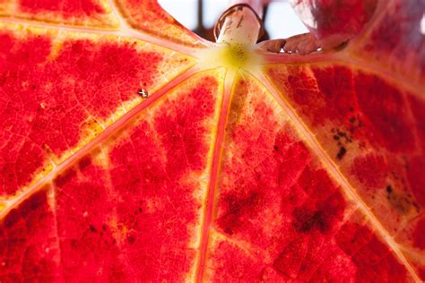 Fotos gratis viñedo fotografía Fruta flor pétalo comida rojo