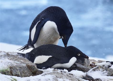 Adélie Penguins - Penguin Pedia