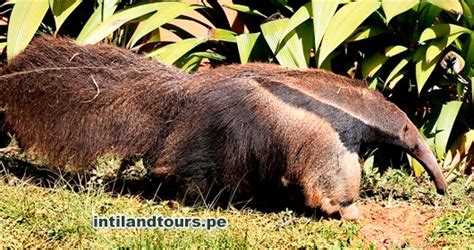 El Oso Hormigero 】🥇 Hábitat Características Reproducción Y Más