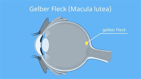 Gelber Fleck Was Ist Der Gelbe Fleck Gelber Fleck Funktion Mit Video