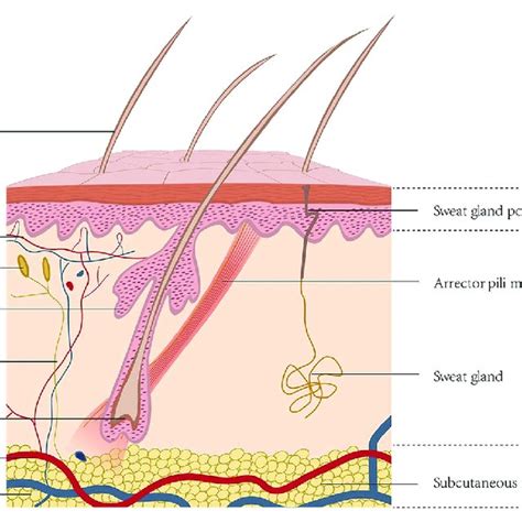 Schematic Representation Of The Skin Structure Download Scientific