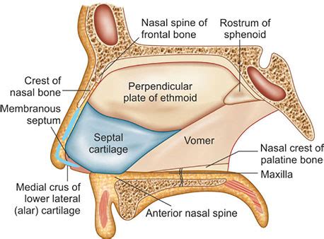 Understanding Nasal Septum Anatomy | Dr. Meenesh Juvekar | ENT Expert