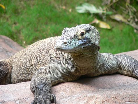 Los Dragones De Komodo Son Unos Comodones Venenosos — Cuaderno De