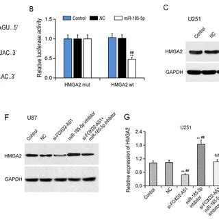 Mir P Targets Hmga A The Binding Site Of Mir P In The