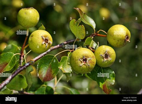 Fruit Pear Tree : Pyrus Conference Conference Pear Tree Mail Order Trees : We did not find ...