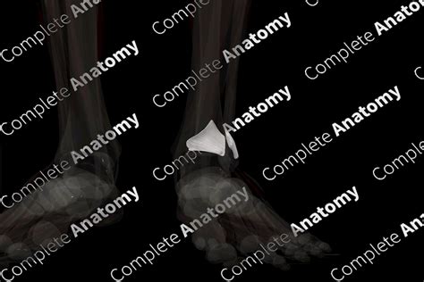 Tibiofibular Syndesmosis Left Complete Anatomy