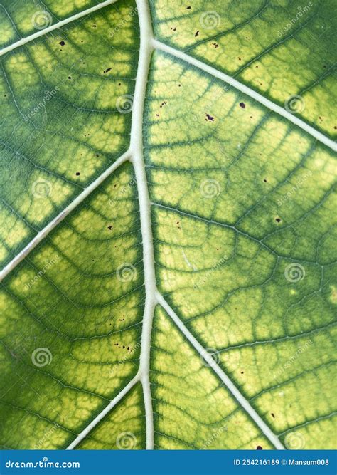 Textura Verde Da Folha De Bife Imagem De Stock Imagem De Macro