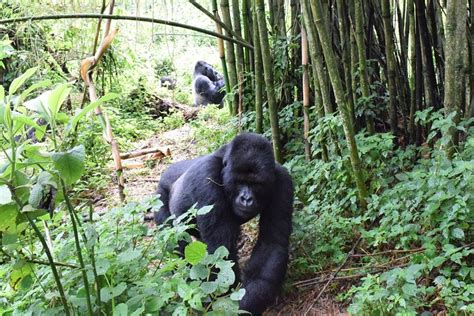 Lowland Gorilla Trekking In Kahuzi Biega National Park