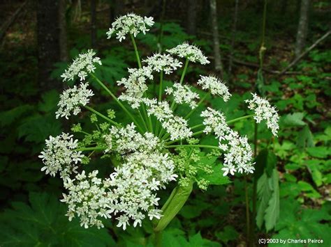 Cow Parsnip Cow Parsnip Parsnips Herbs