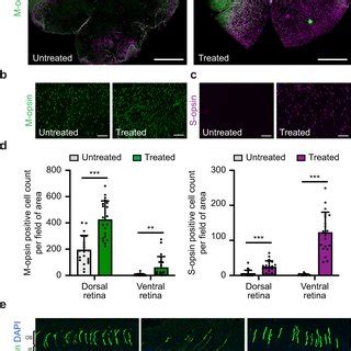 In Vitro Screening And In Vivo Validation Of Enhanced Base Editing With