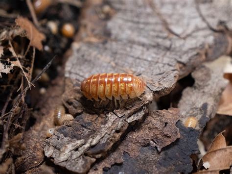 Armadillidium Vulgare Orange Vigor Armadillidium Vulgare Flickr