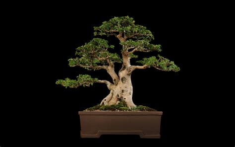 Bonsai Tree Wallpaper For Desktop Pixelstalk Net