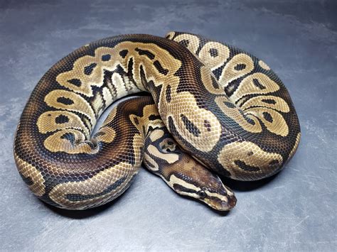 Het Red Axanthic Ball Python By Dubuqueland Reptiles Morphmarket