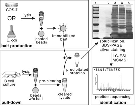 Proteomics Approach For Identification Of Cin Binding Partners