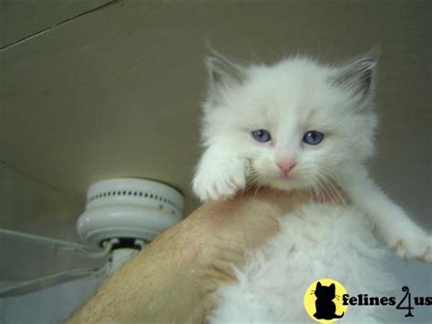 Ragdoll Kitten For Sale Vet And Cute Ragdoll Kitten For Adoption 9 Yrs