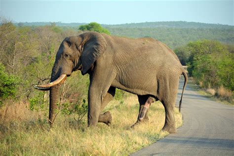 Free Images Nature Adventure Wildlife Herd Mammal Fauna Savanna Plain Grassland Penis