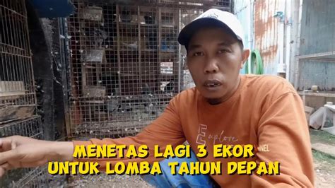 Cara Ku Merawat Merpati Pos Sederhana Youtube