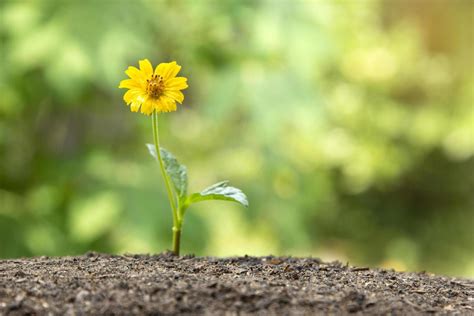 Flower Growing Through The Ground And Small Yellow Flower Grow Up