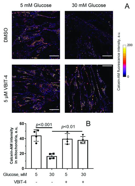 MPT Pore Opening In Mouse Microvascular Endothelial Cells A