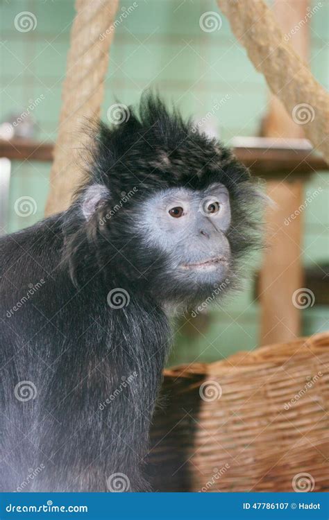 Lutung Stock Photo - Image: 47786107