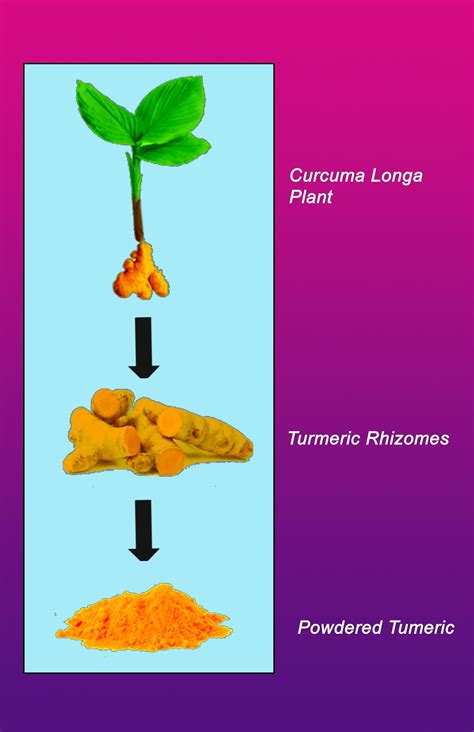 Rhizome Plants Examples