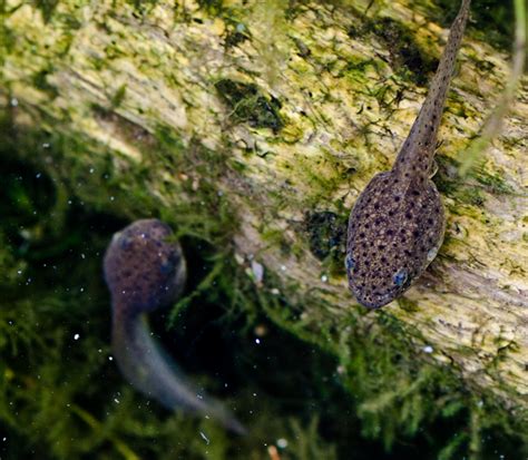 What To Feed Tadpoles? 5 Types Of Foods For A Healthy Diet