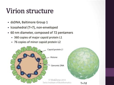 Week 4 Papillomaviruses Flashcards Quizlet