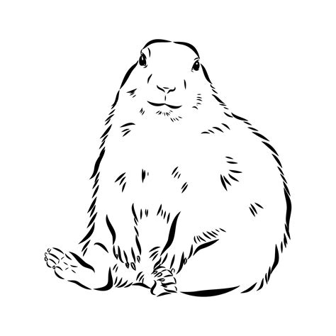 groundhog vector sketch 7308356 Vector Art at Vecteezy